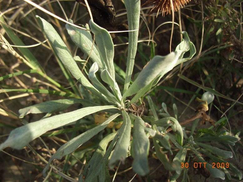 Artemisia caerulescens